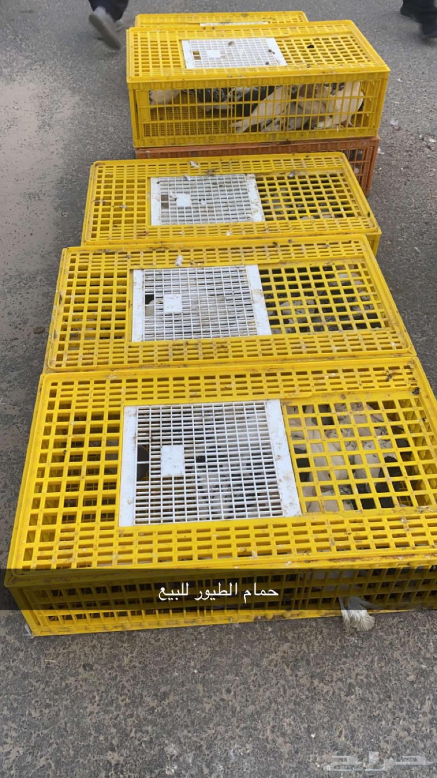 حمام الطيور للبيع63238807725826110