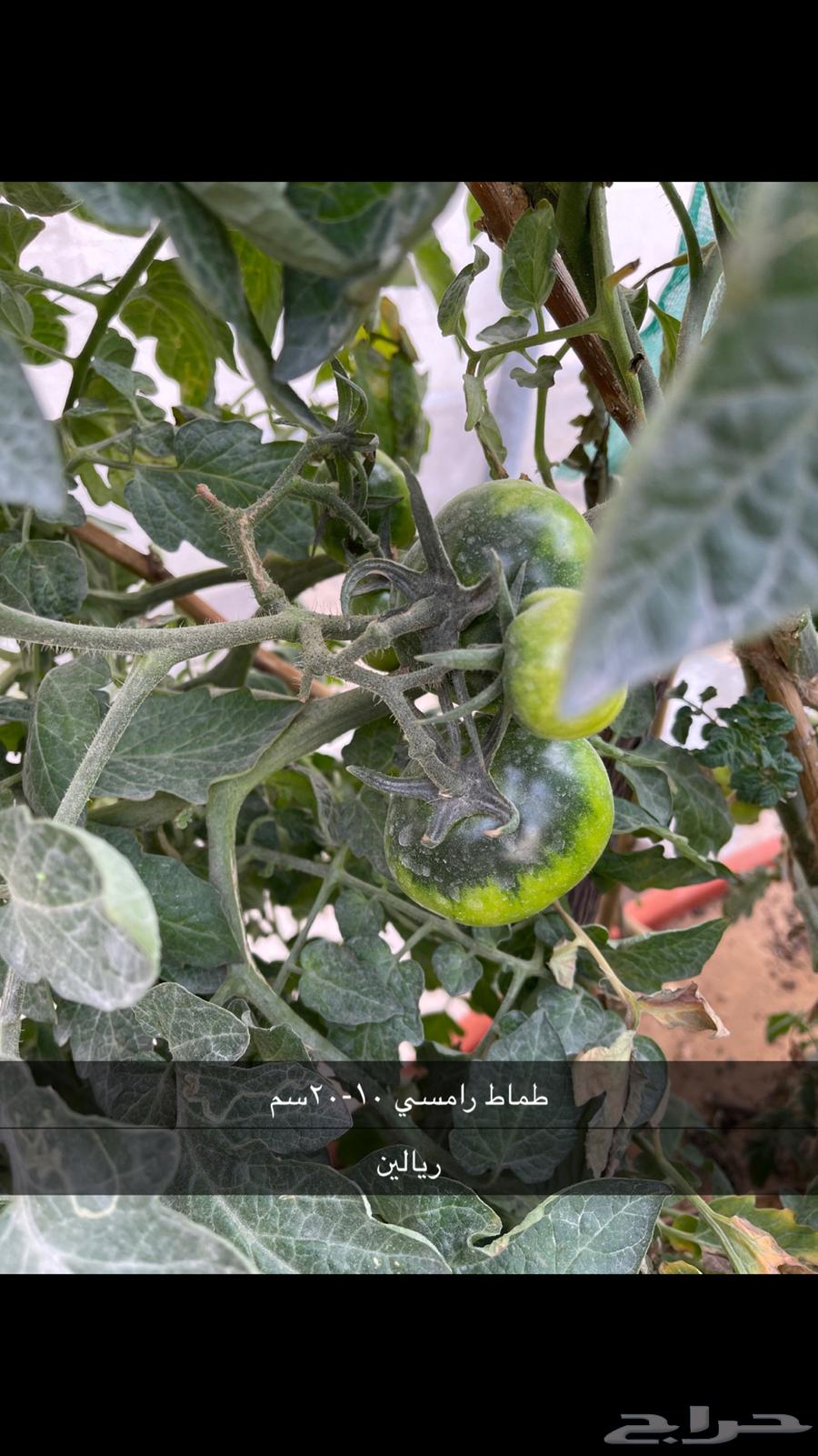 شتلات بروكلي وخضار بريالين فقط63252664854786112
