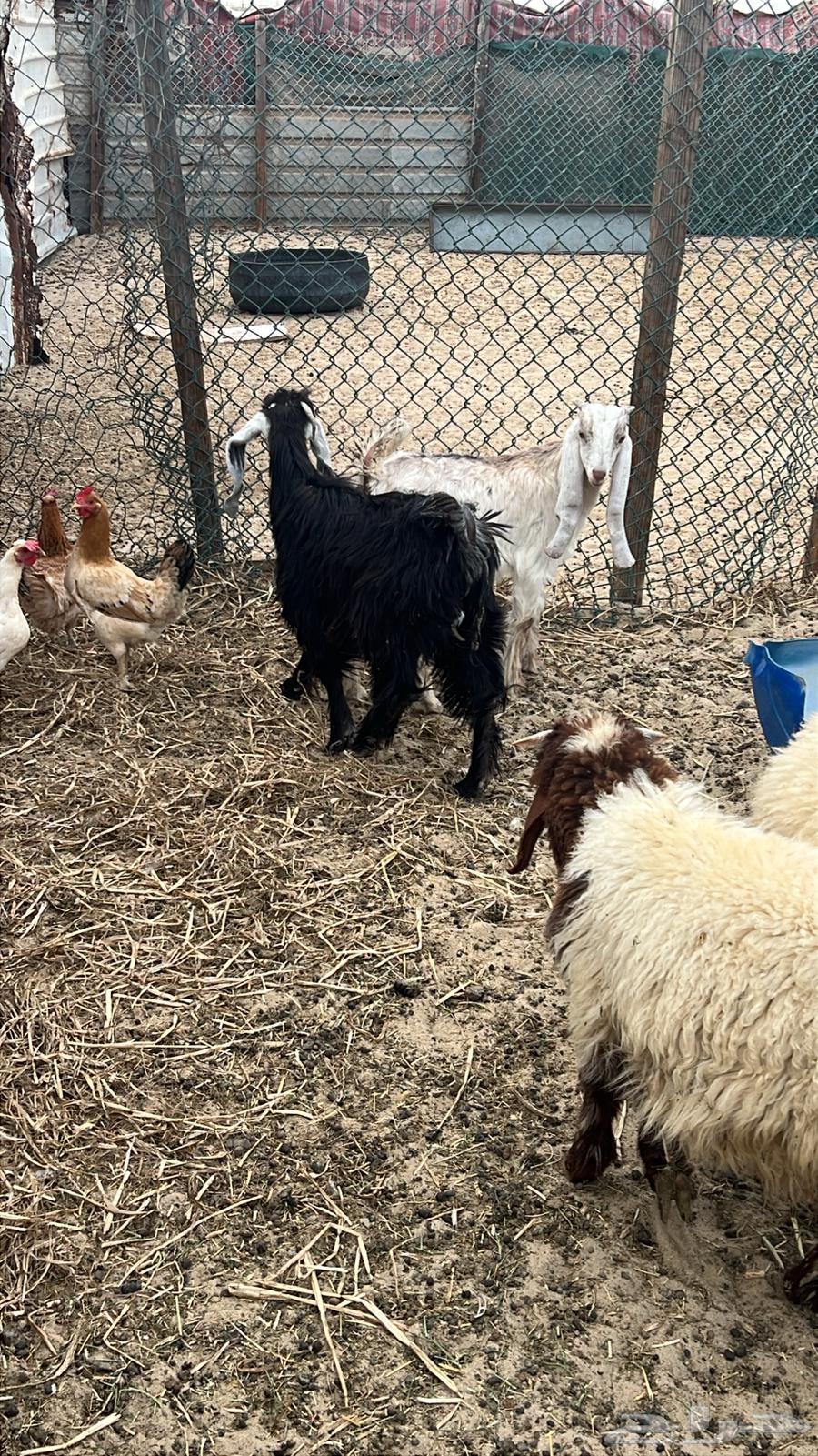 Tious for sale63618179773699111
