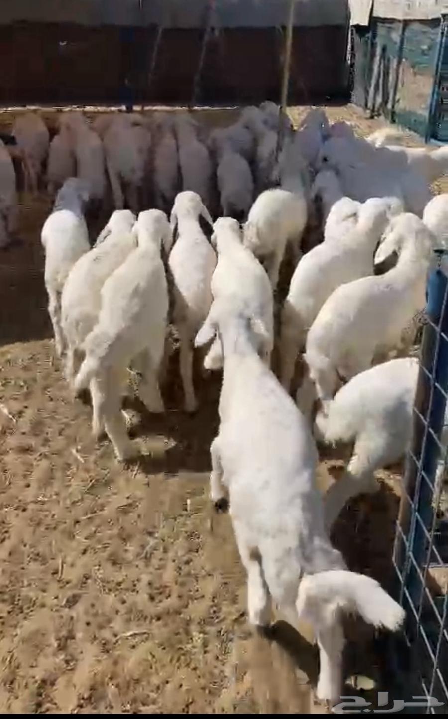 بهم حري عدد 72 خروف يضحي63239842979971112