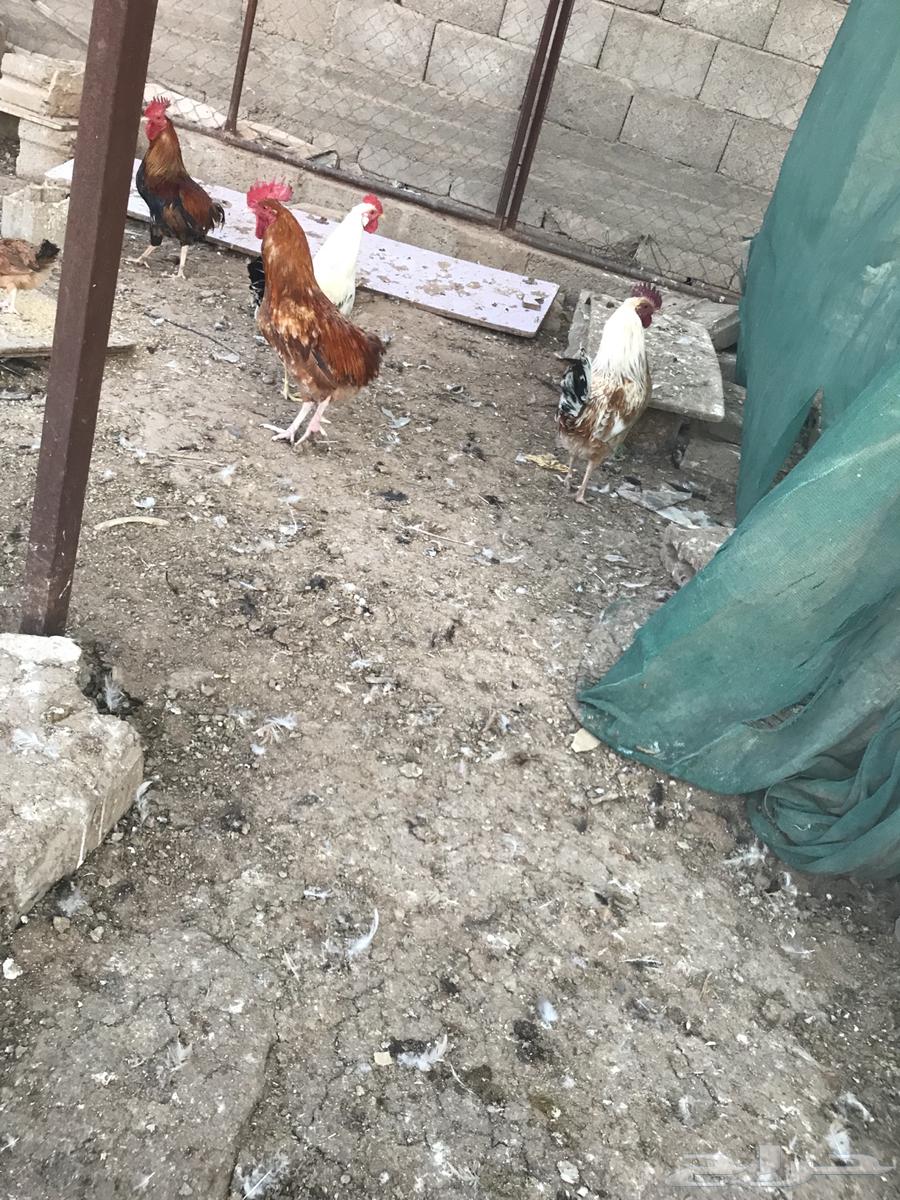 ديوك632536946688031128