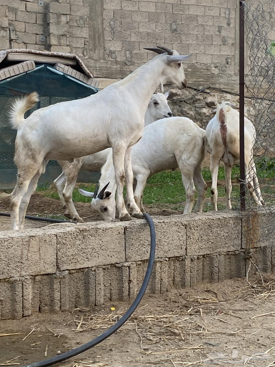 تيوس جذعان63238801004931112