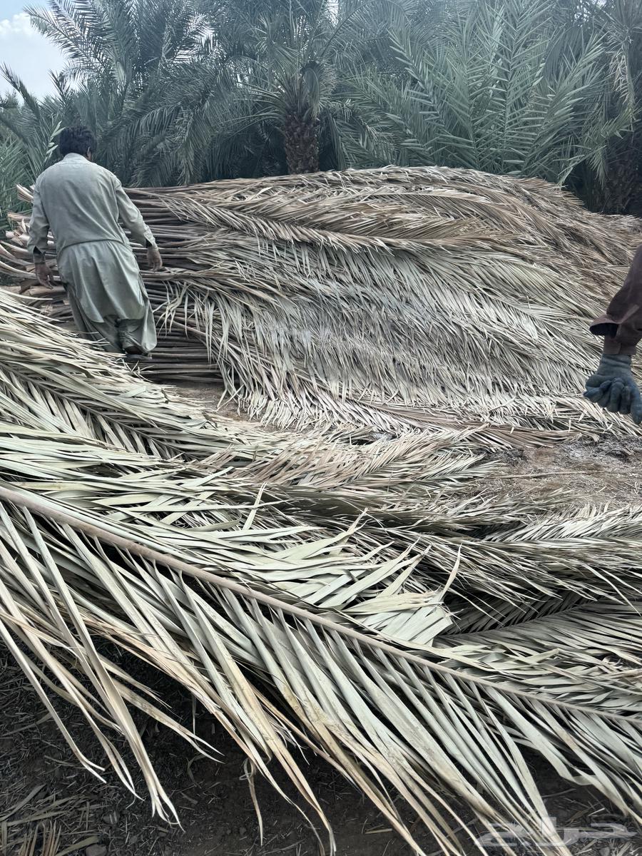 Date palm fronds63239842853377113
