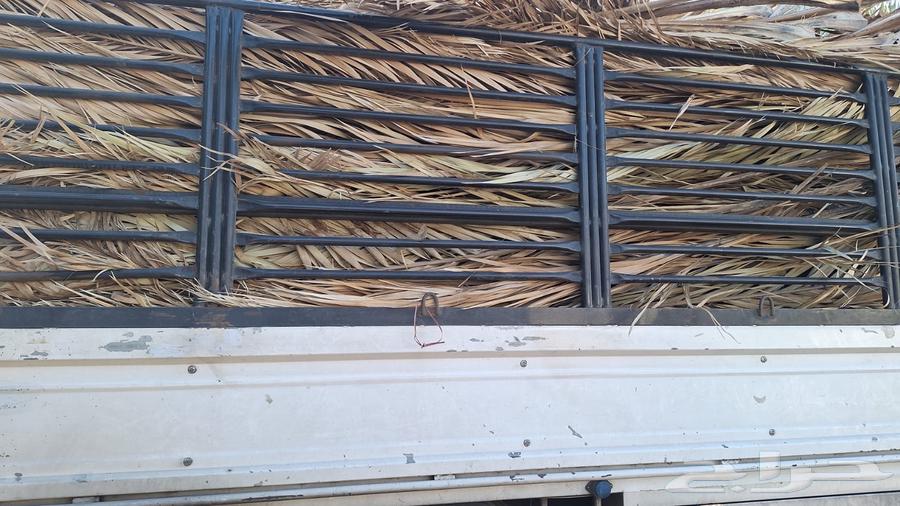 Date palm fronds63239842853377111