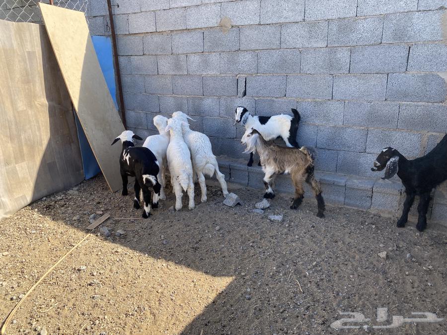 4 male goats and 3 female goats with fat aged from 3 to 4 months and have milk63618178725506113