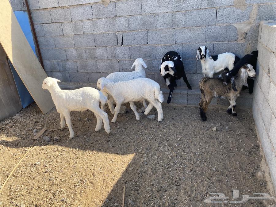 4 male goats and 3 female goats with fat aged from 3 to 4 months and have milk63618178725506112