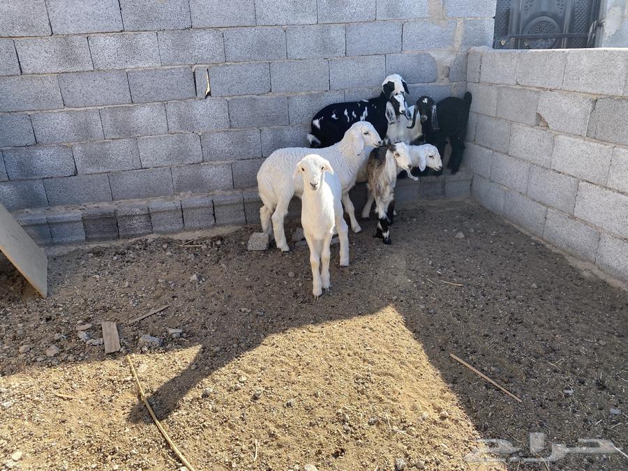 4 male goats and 3 female goats with fat aged from 3 to 4 months and have milk63618178725506111