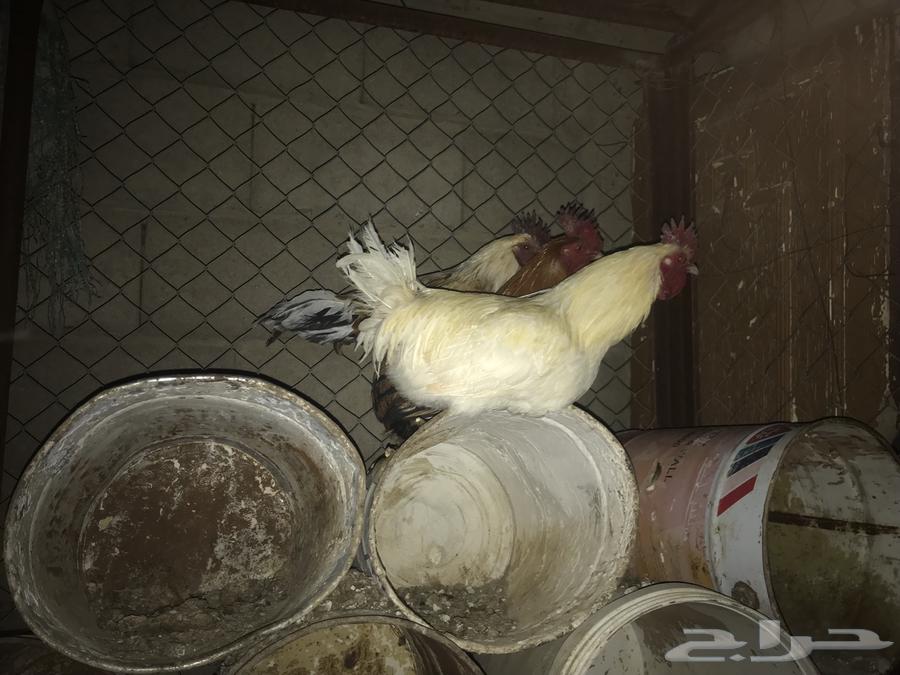 ديوك63253694668803111