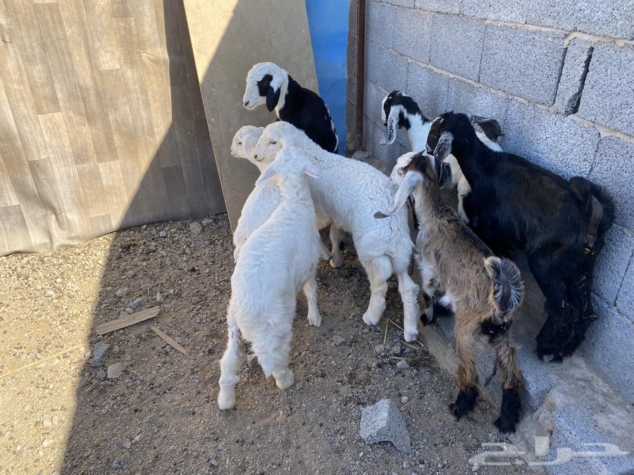 4 male goats and 3 female goats with fat aged from 3 to 4 months and have milk63618178725506114