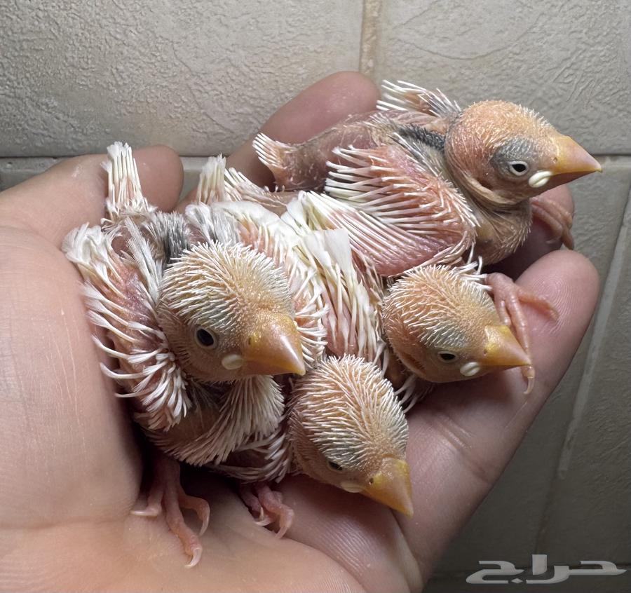 فروخ جاوا أبيض غر632419042481951119