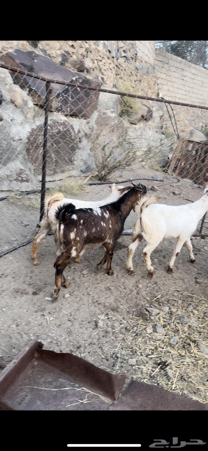 3 تيوس سمان632393141917451122