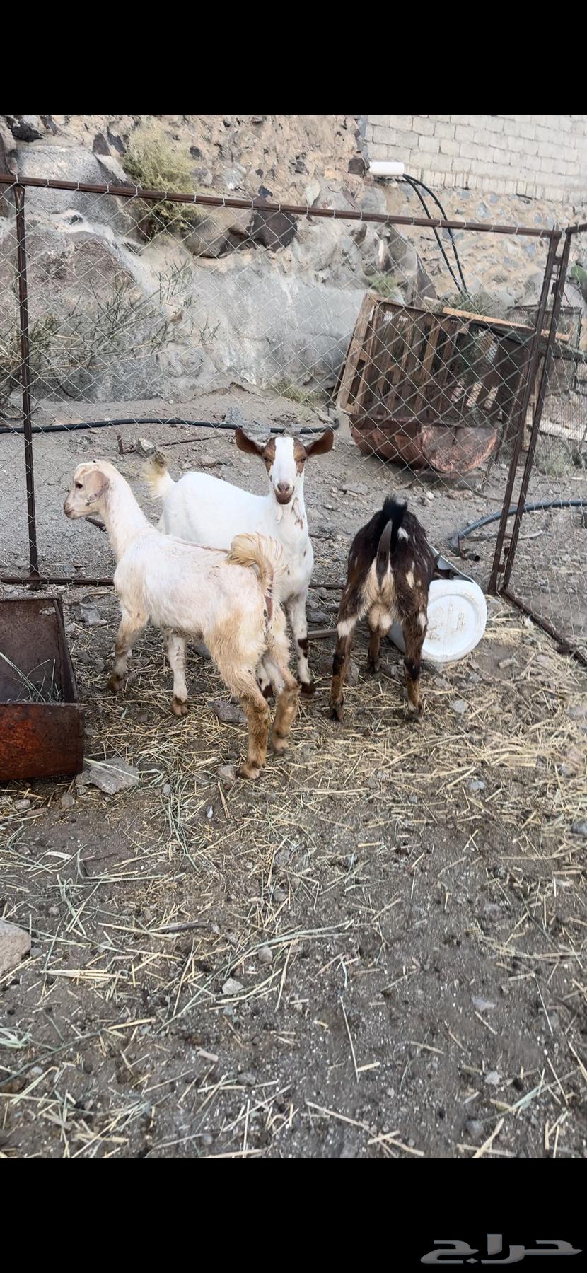 3 تيوس سمان63239314191745112