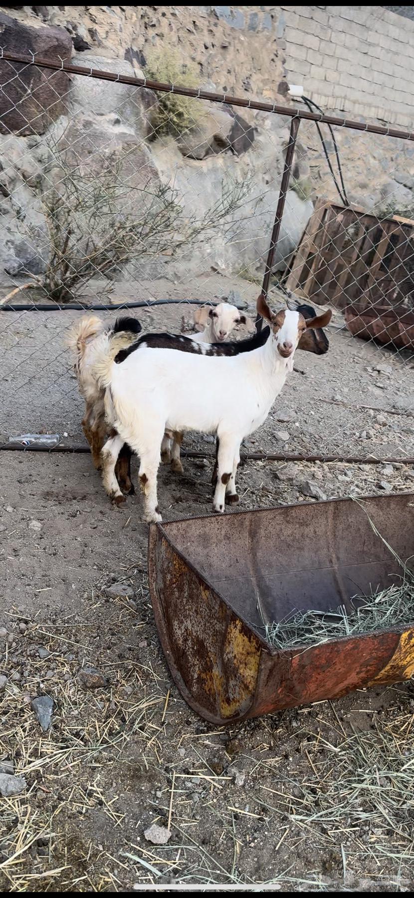 3 تيوس سمان63239314191745111