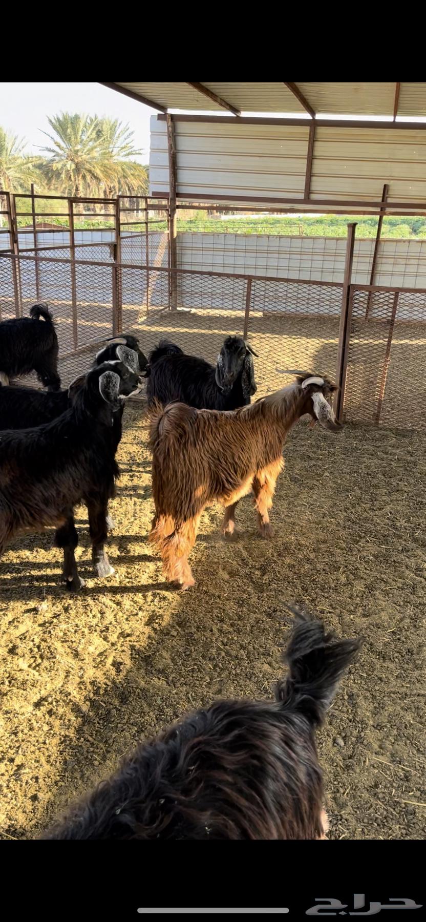 Castrated goats for sale - Sold63238320677121111