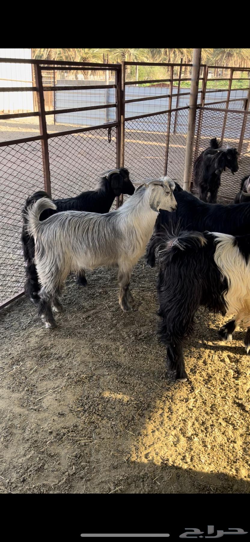 Castrated goats for sale - Sold63238320677121112