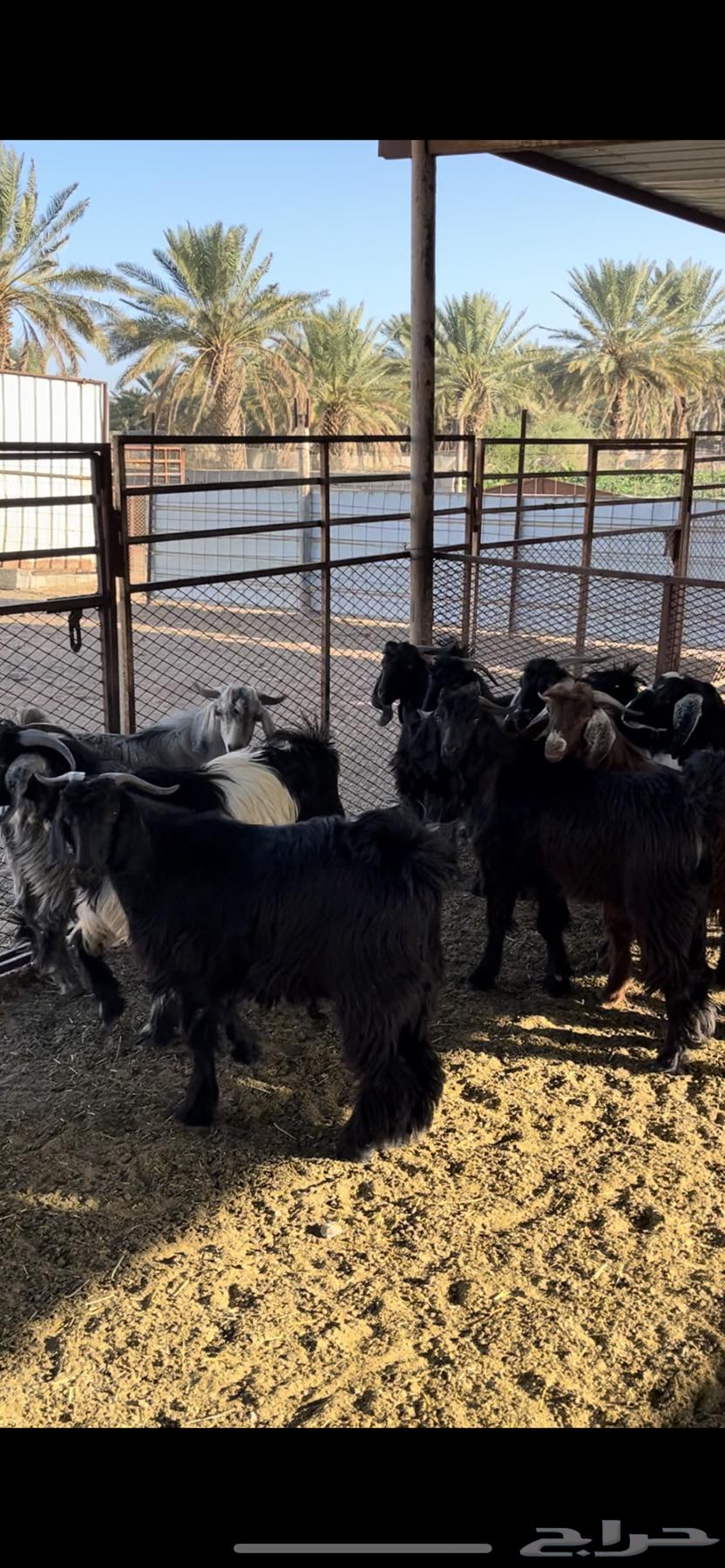Castrated goats for sale - Sold63238320677121113