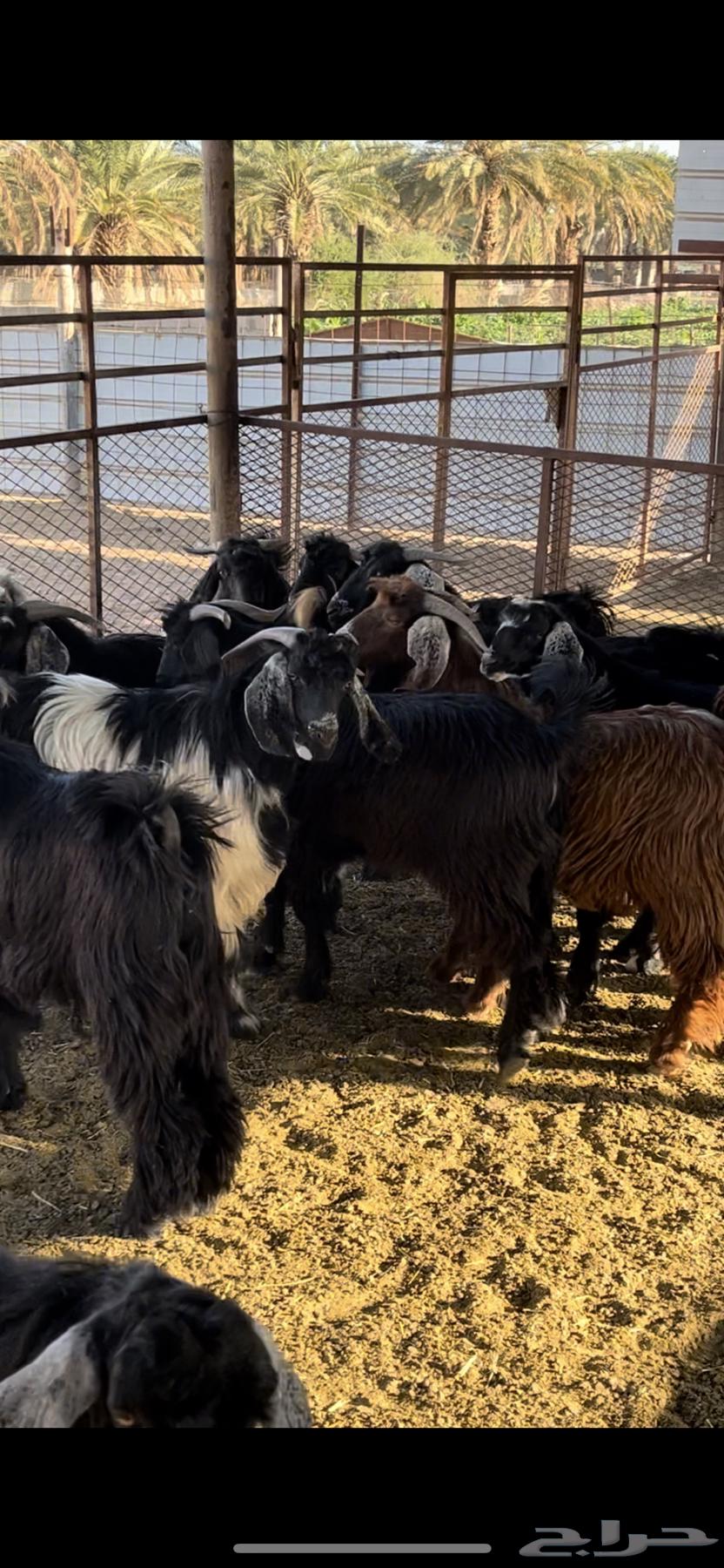 Castrated goats for sale - Sold63238320677121114