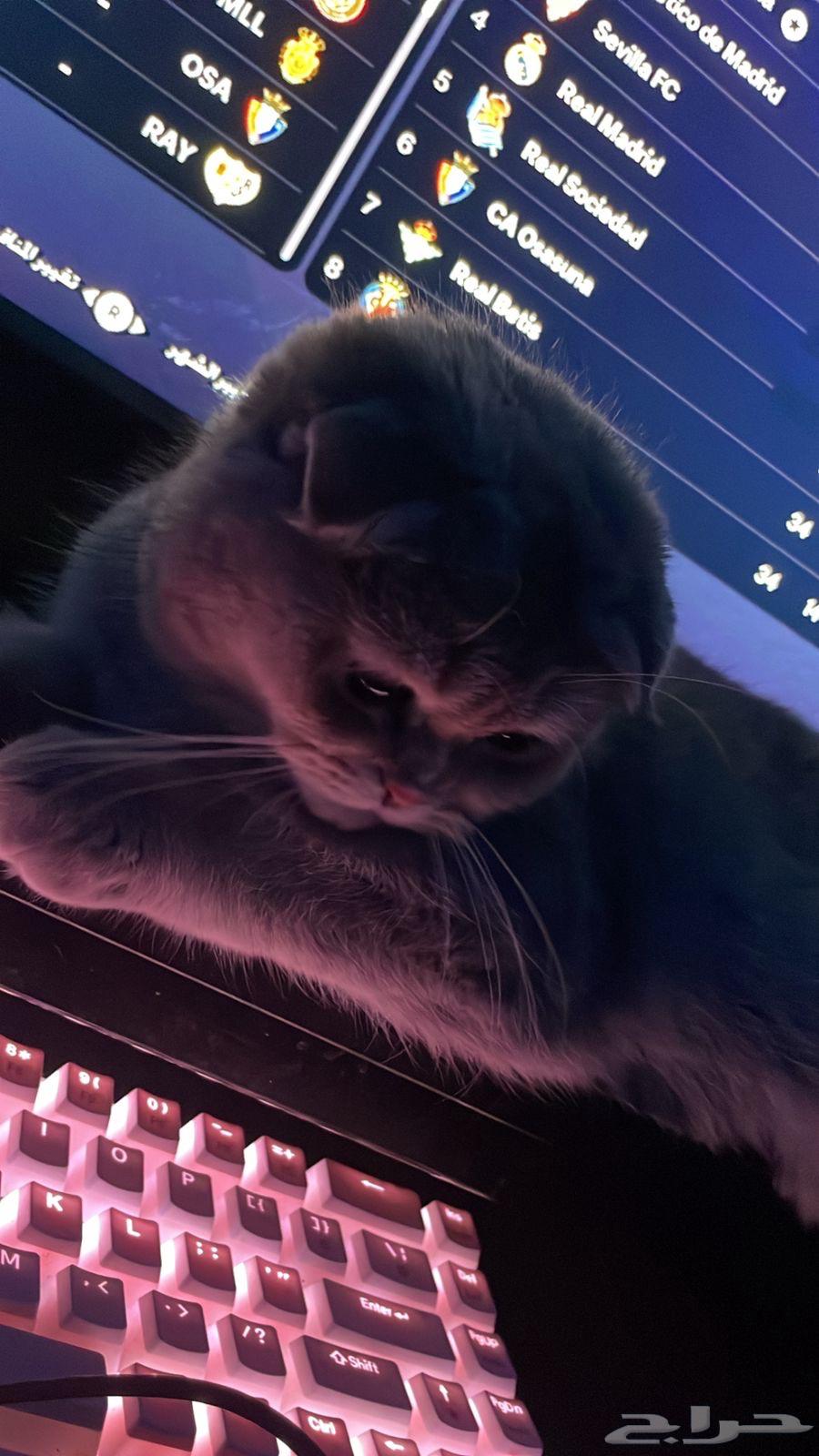 Scottish cat for sale632383095084811129