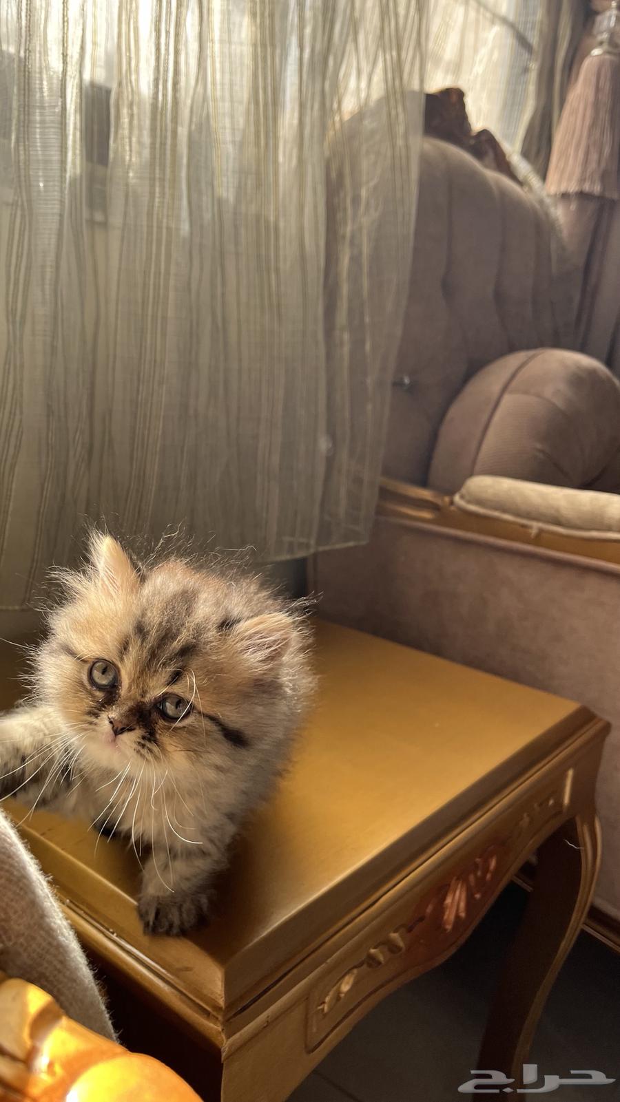 كيتن سكوتش وهملايا632373118496021129