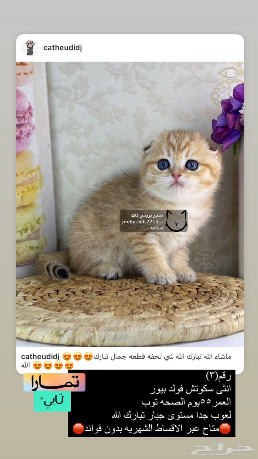 كيتنز برتش بيرشن بيكي فيس سكوتش فولد قولد ny11 ny12 قطوه قط63236339759873113
