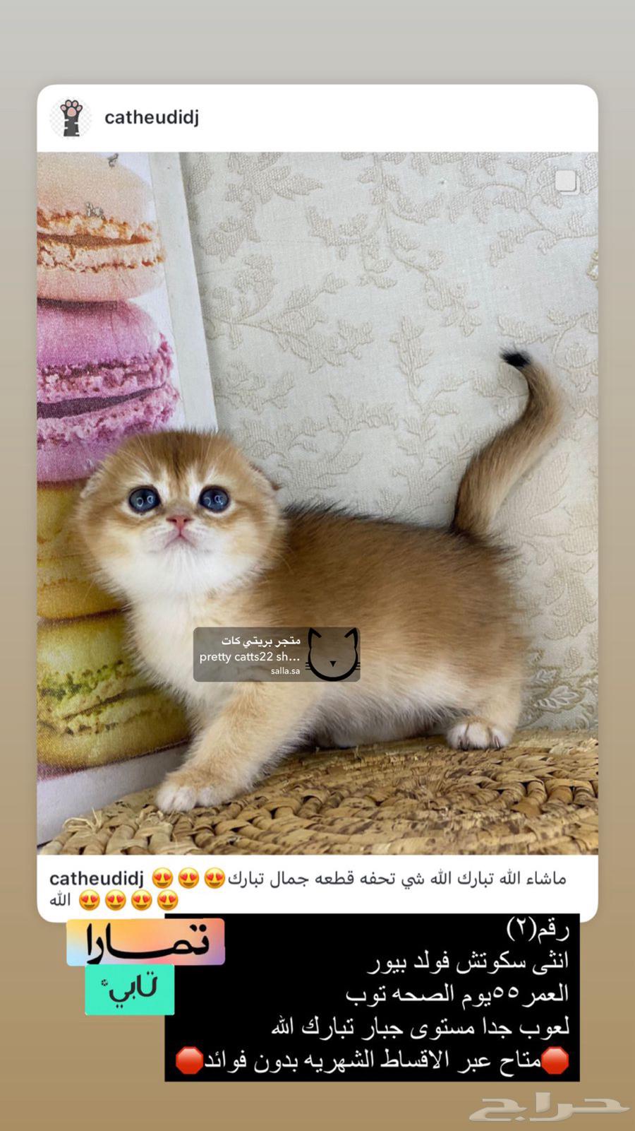 كيتنز برتش بيرشن بيكي فيس سكوتش فولد قولد ny11 ny12 قطوه قط63236339759873112