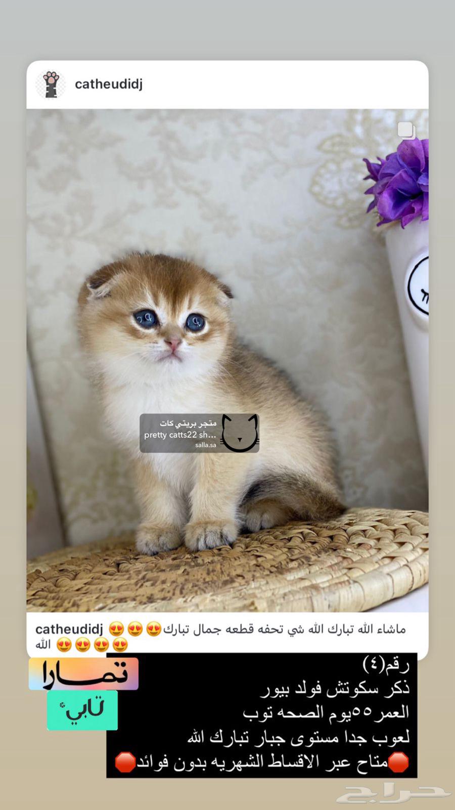 كيتنز برتش بيرشن بيكي فيس سكوتش فولد قولد ny11 ny12 قطوه قط63236339759873114