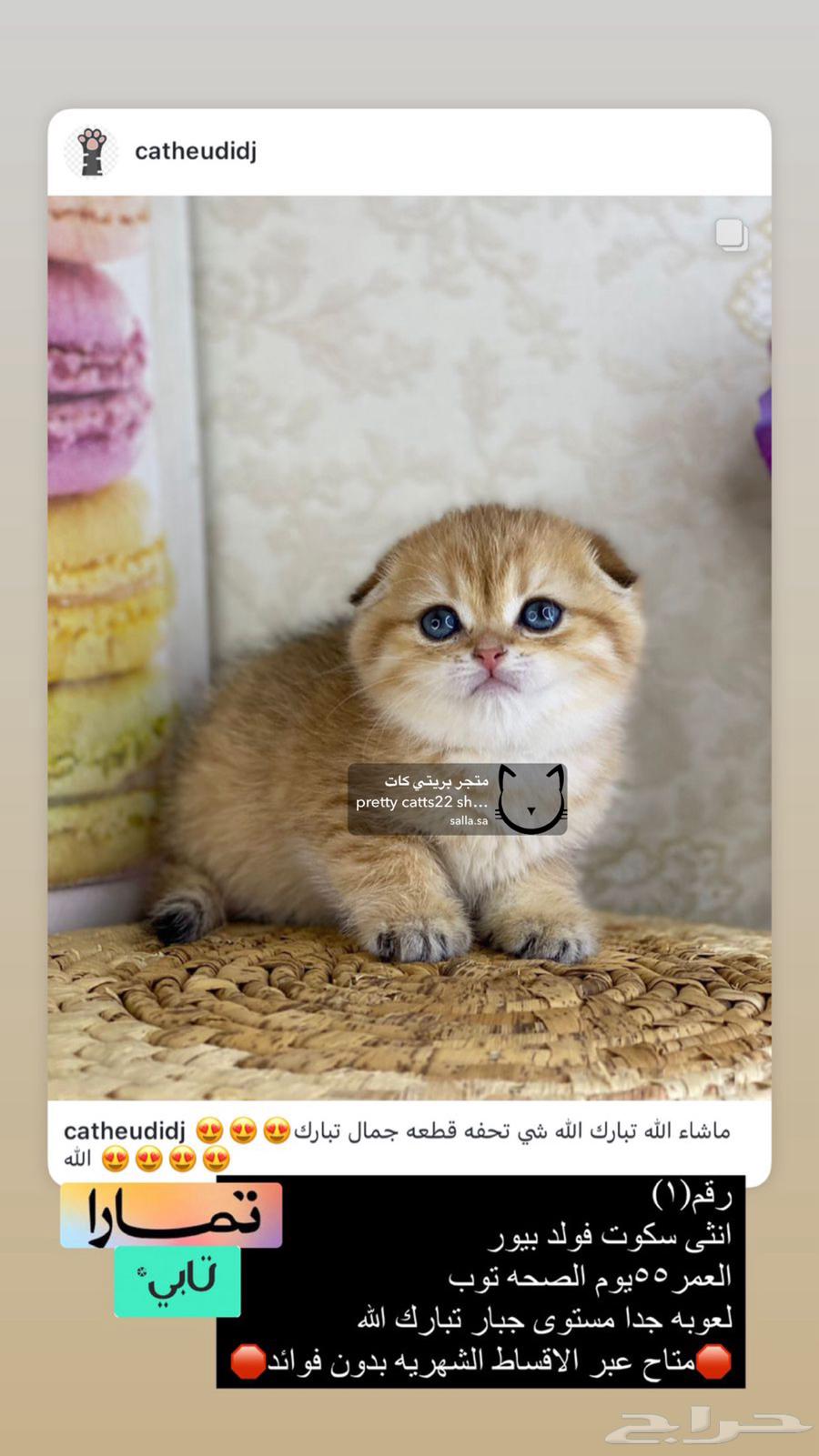 كيتنز برتش بيرشن بيكي فيس سكوتش فولد قولد ny11 ny12 قطوه قط632363397598731126