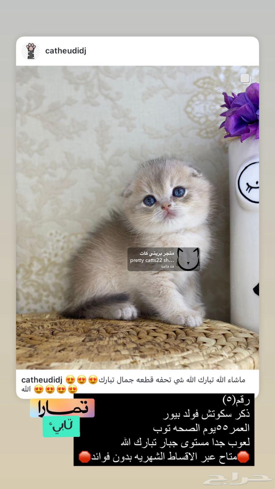 كيتنز برتش بيرشن بيكي فيس سكوتش فولد قولد ny11 ny12 قطوه قط63236339759873111
