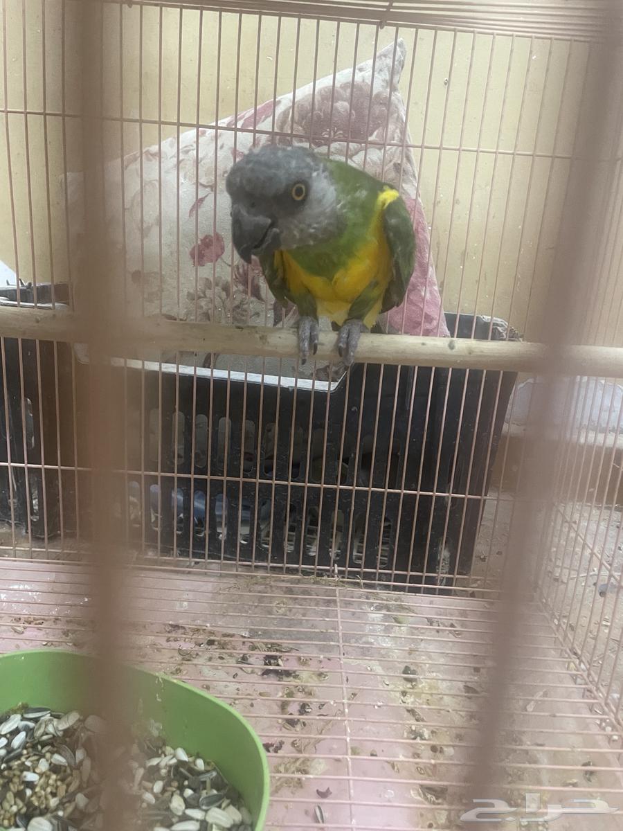 Senegal parrot632358273306891115