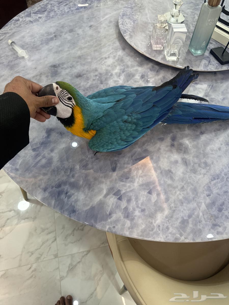 فرخ مكاو بلو ان قولد632358272787231128