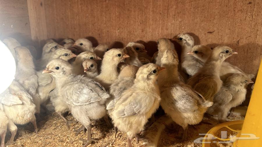 Chicks Fayoumi Aluminum Health and Cleanliness Clear Blood Site Al-Qurain63235298591106110
