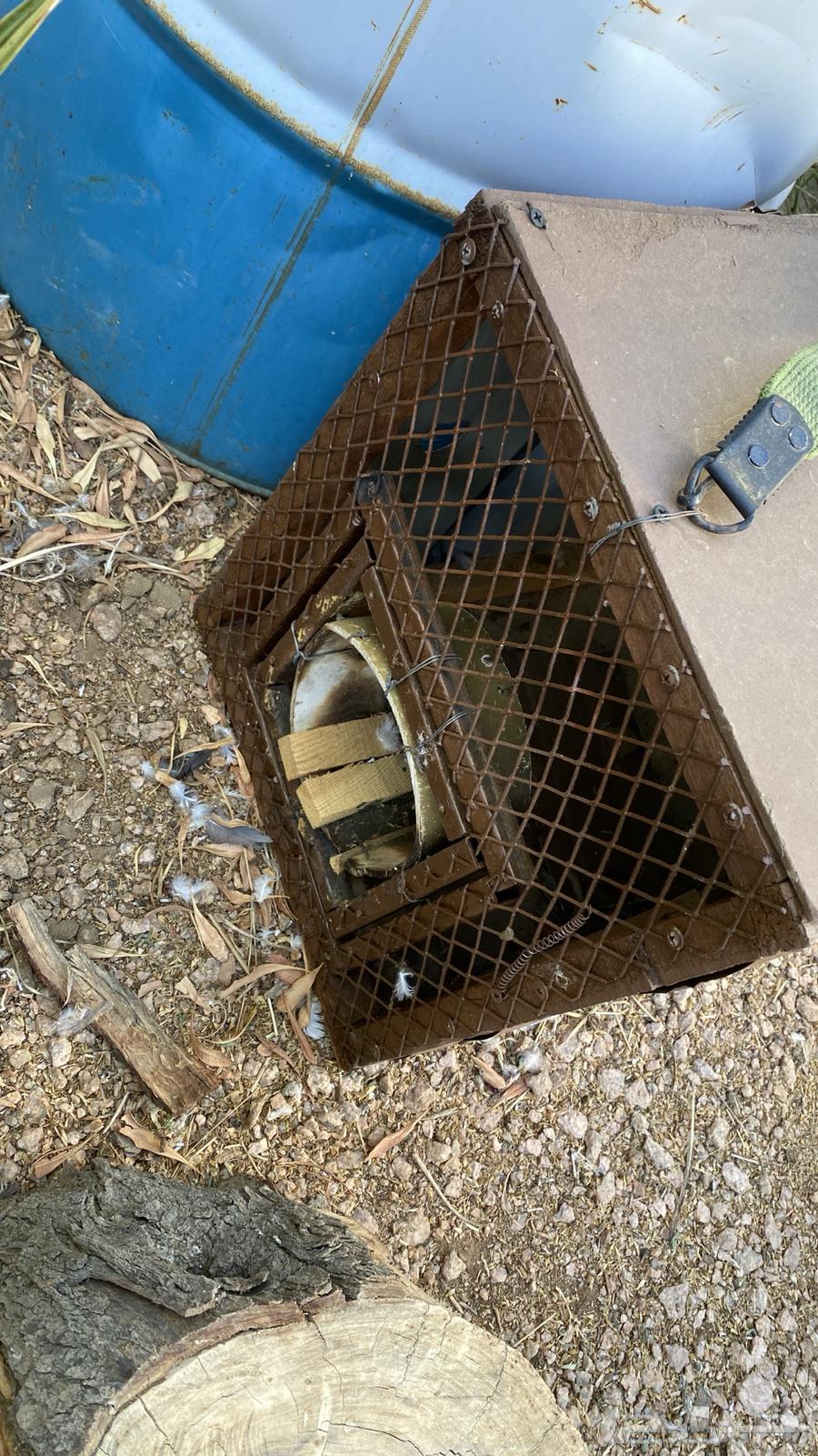 Cat and mouse trap63233847413889111