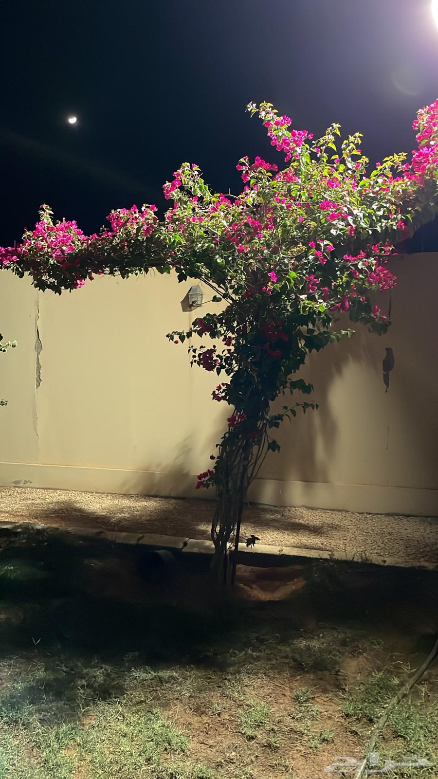 Rest house for rent in Al-Masha'el, Na3zheh scheme, discount for Eid Al-Adha62884362588803111