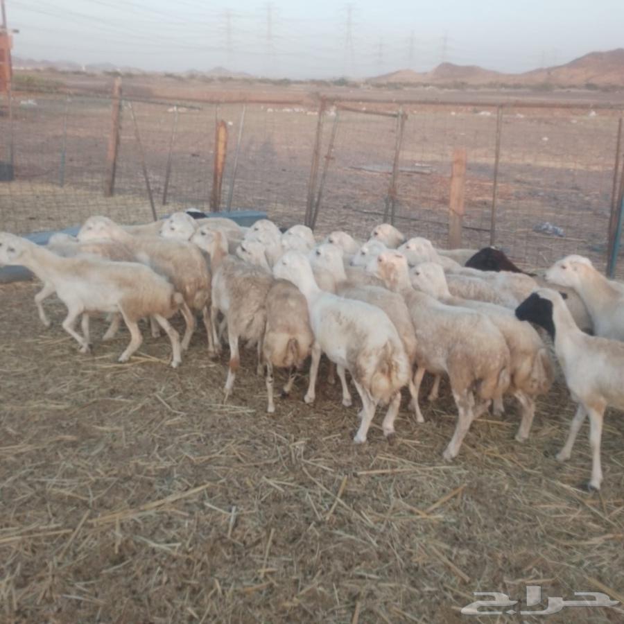 Rukhal Rafidiat Class63008413889666112