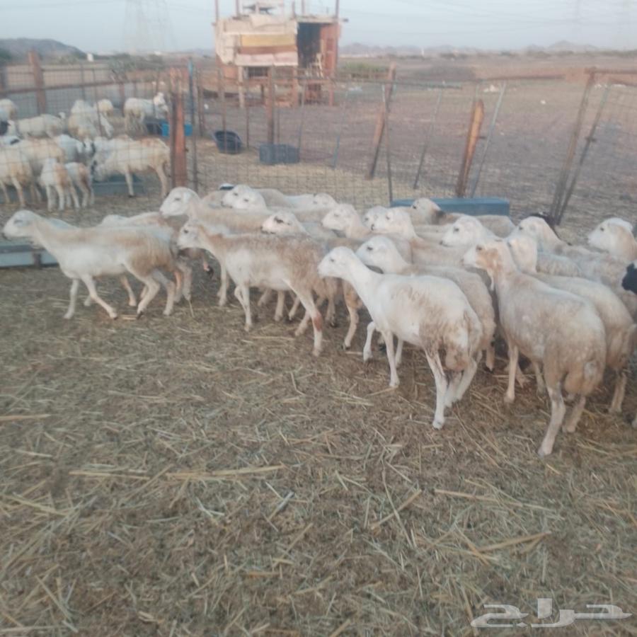 Rukhal Rafidiat Class63008413889666113