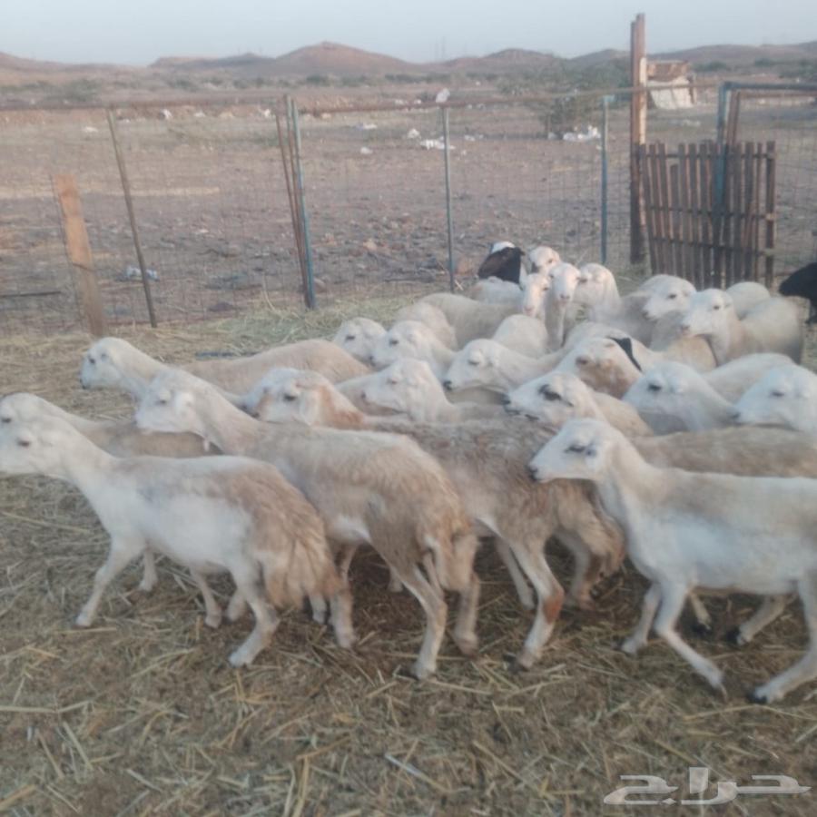 Rukhal Rafidiat Class63008413889666111
