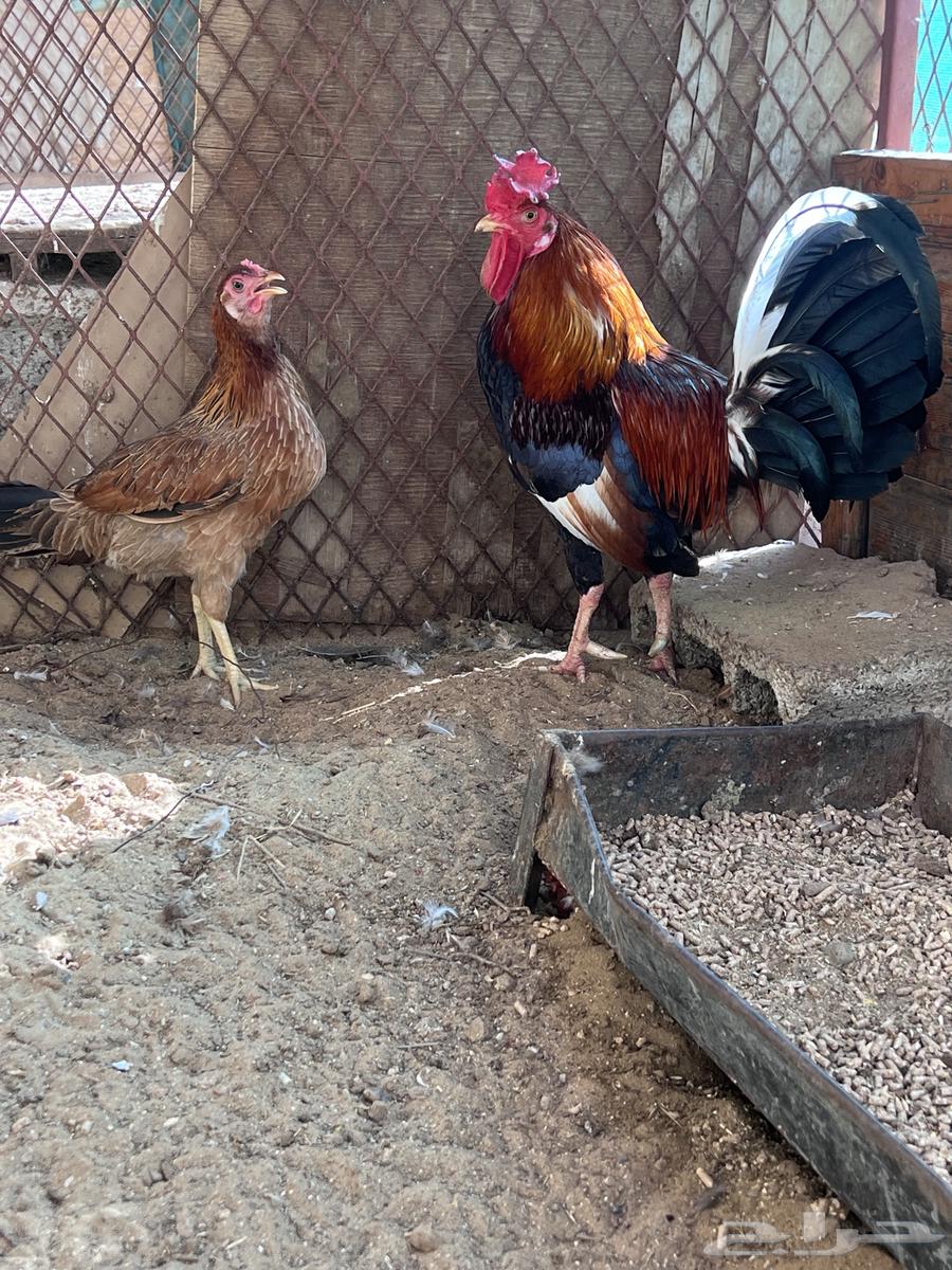 A rooster and a local hen. The sale is complete.63233843773313114