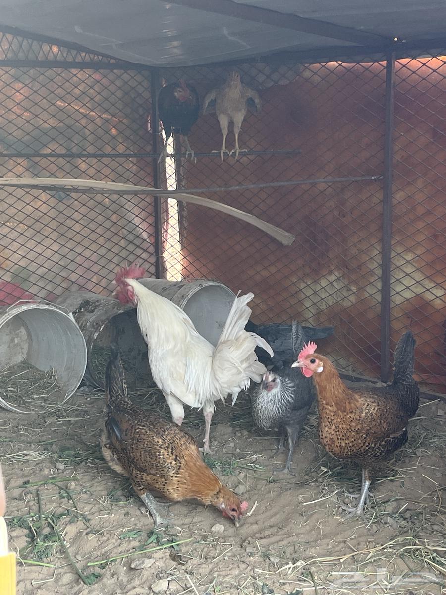 Local chicken63234329388803110