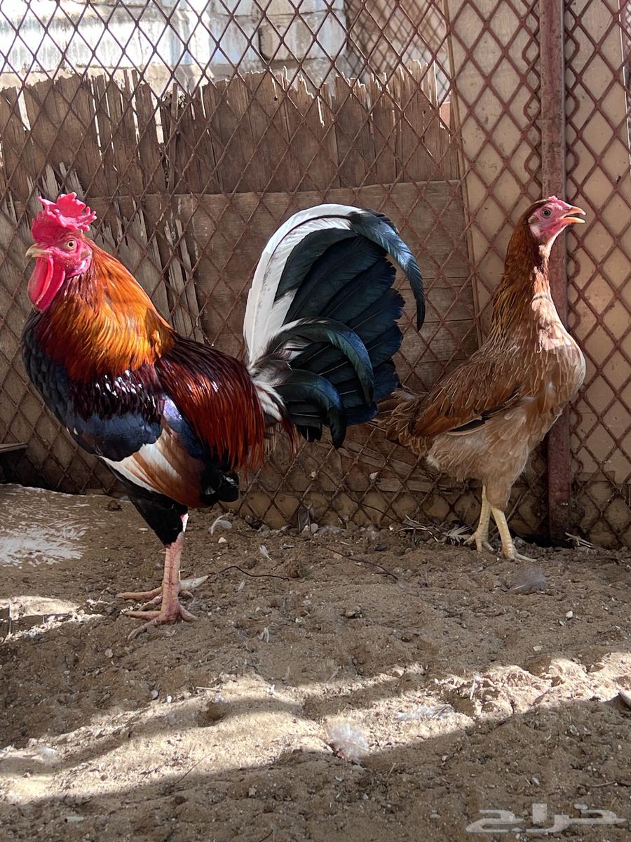 A rooster and a local hen. The sale is complete.63233843773313113