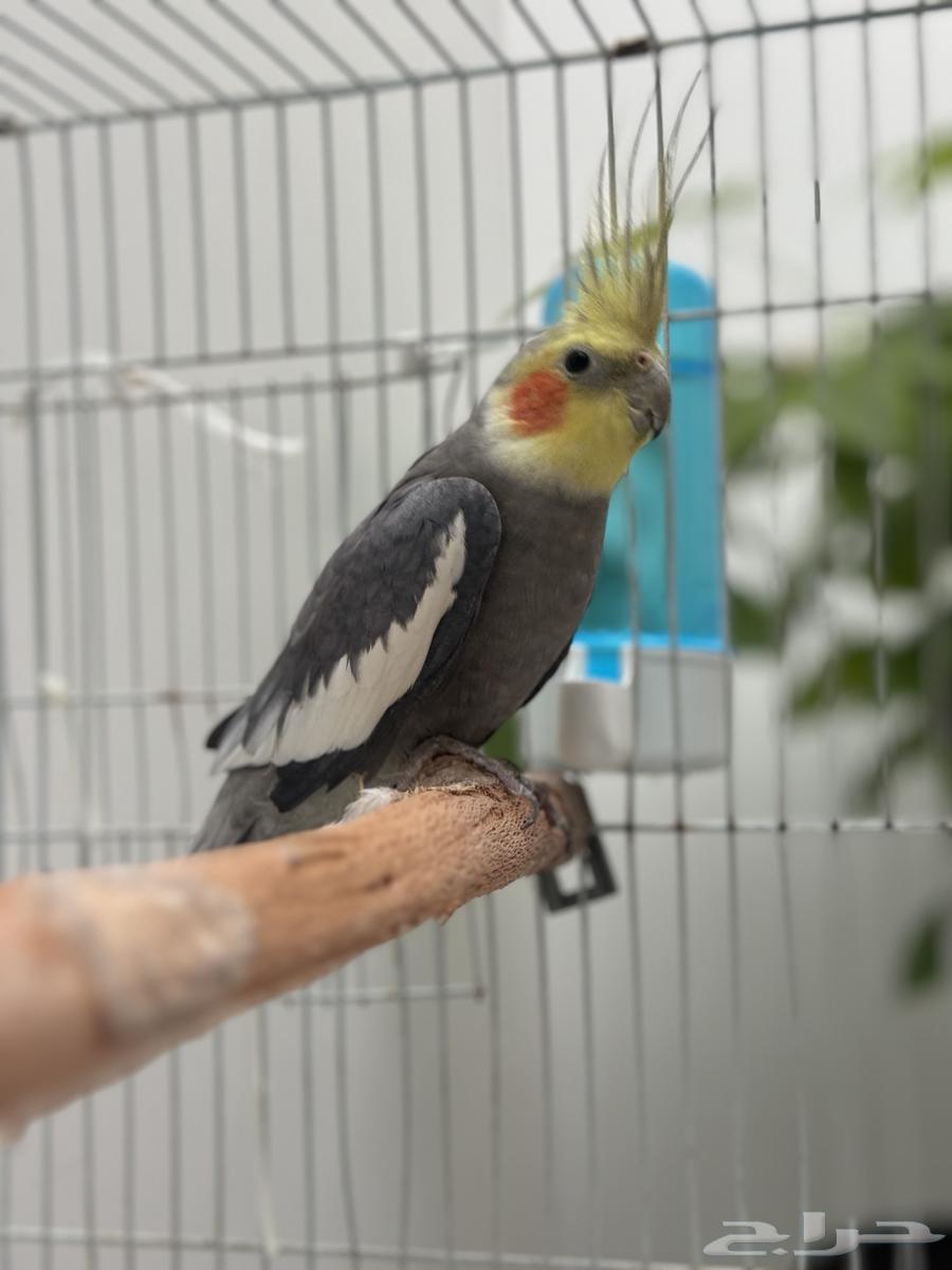 Krovan for sale632338480181771120