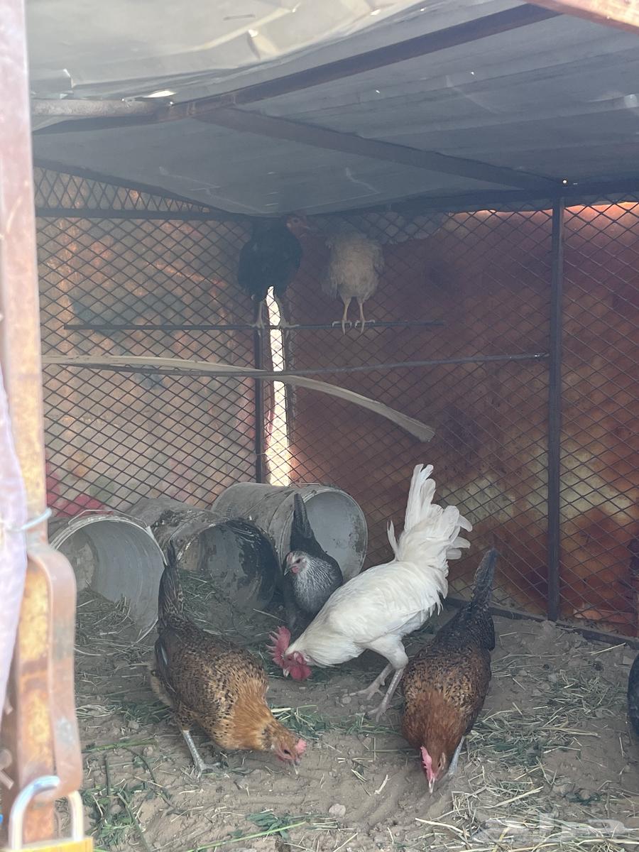 Local chicken63234329388803113