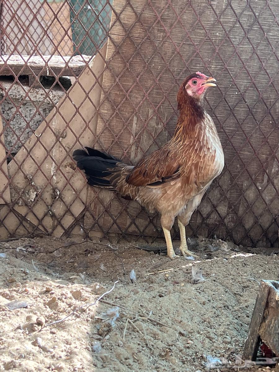 A rooster and a local hen. The sale is complete.63233843773313111