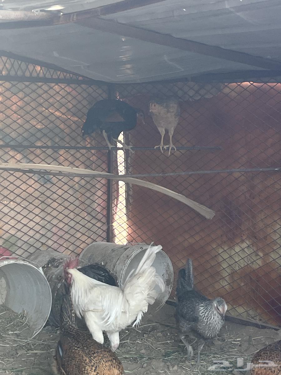 Local chicken63234329388803111