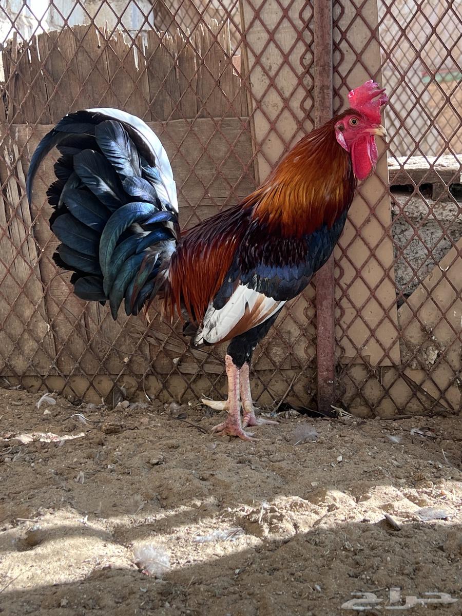 A rooster and a local hen. The sale is complete.63233843773313116