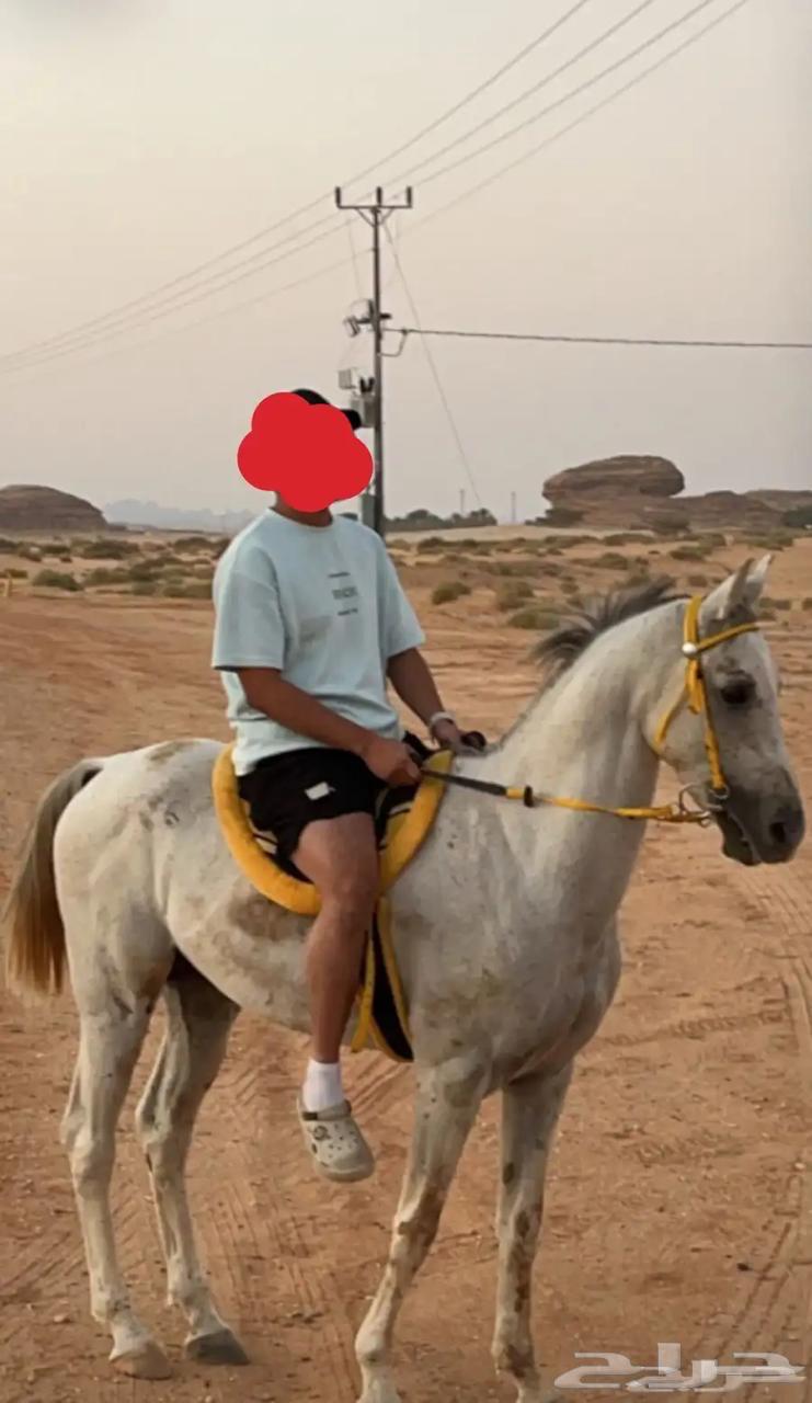 Luxurious and warm popular horse63238338578050111
