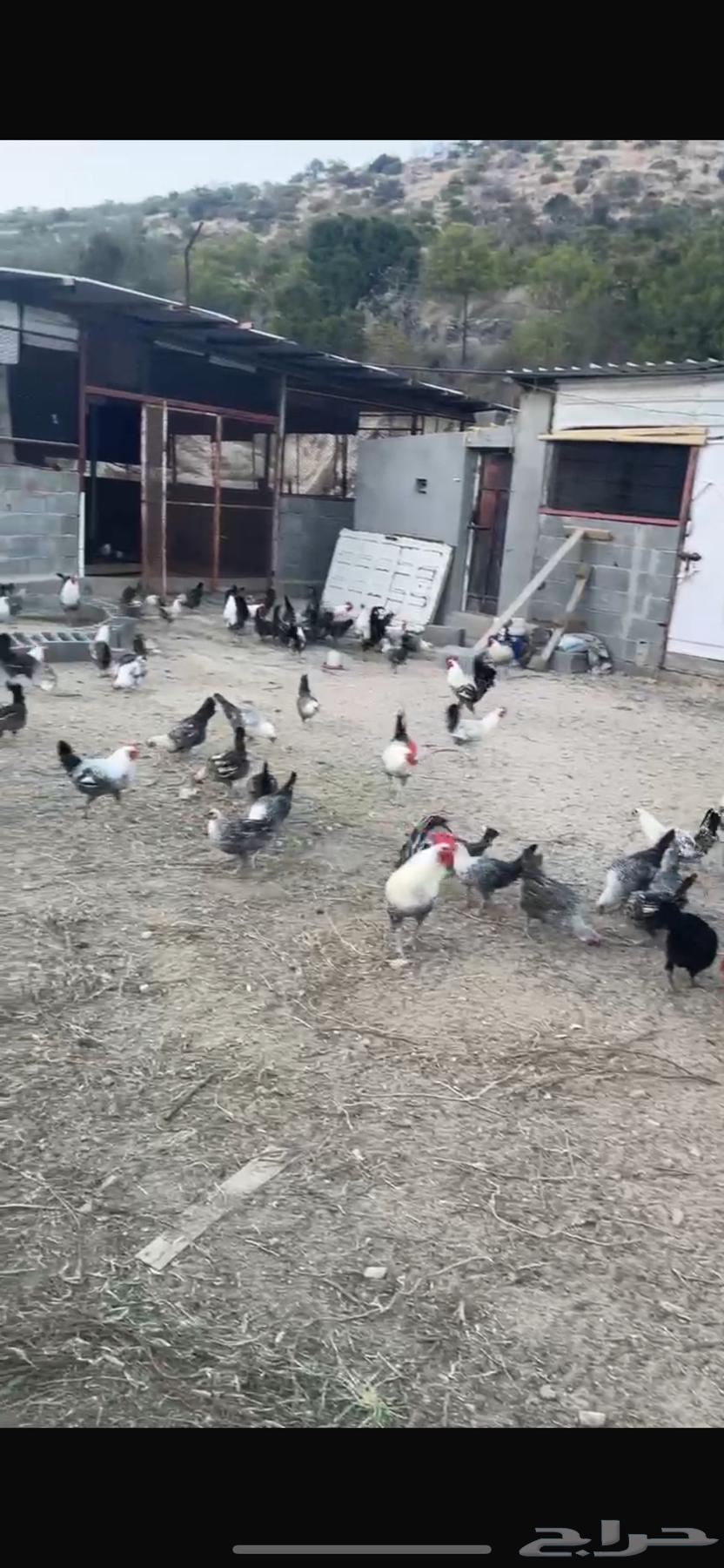 دجاج فيوم للبيع633110123546911113