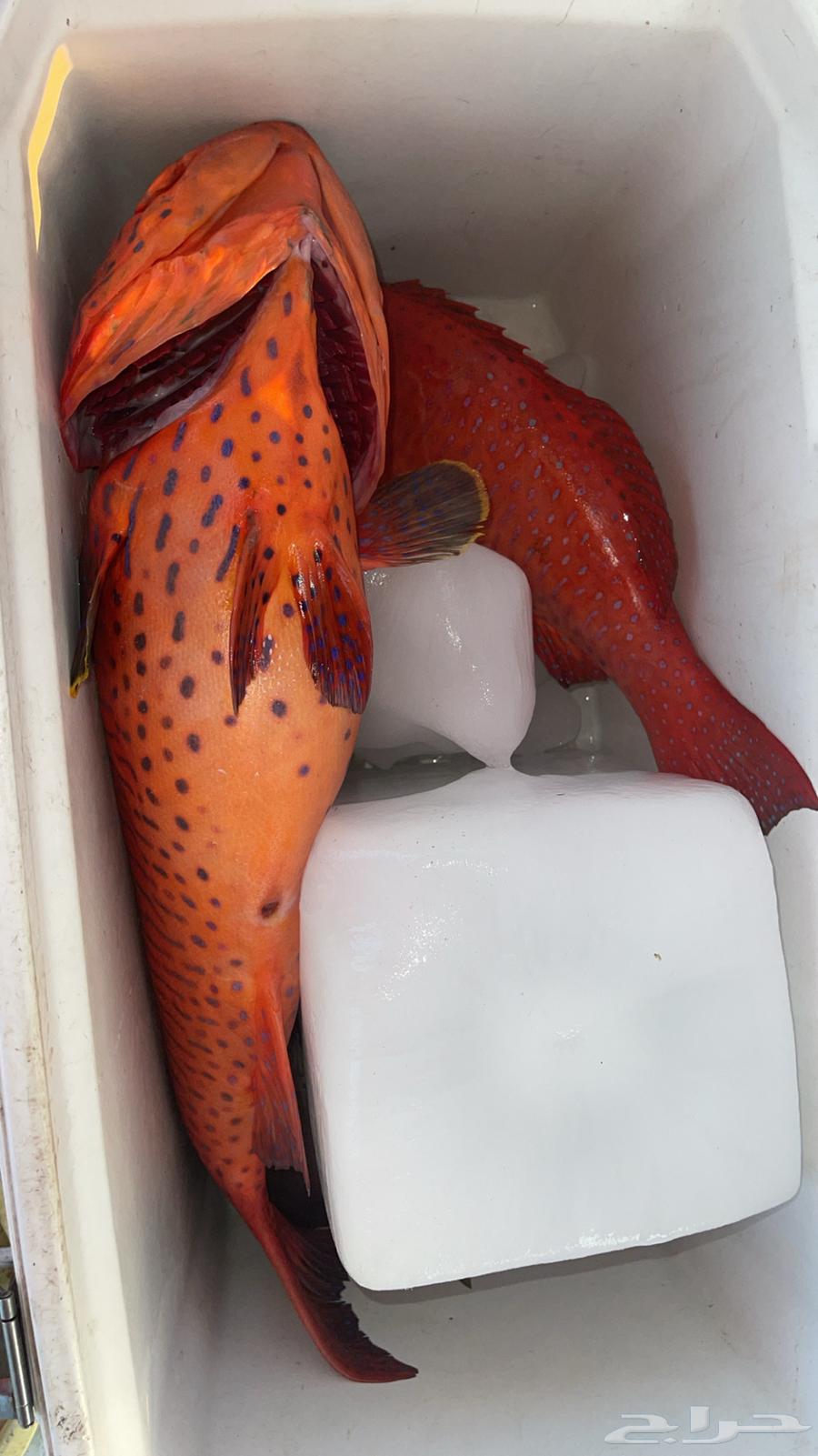 Fishing, swimming and recreational boat trips...63023111083779112