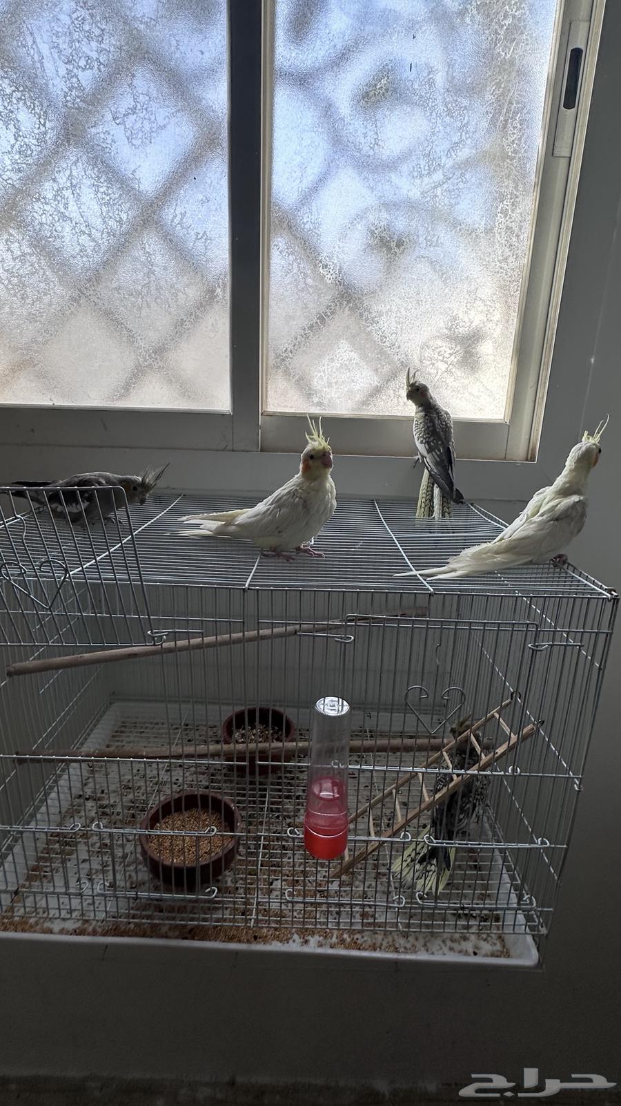 Sold as a domestic rooster.63532466792834113