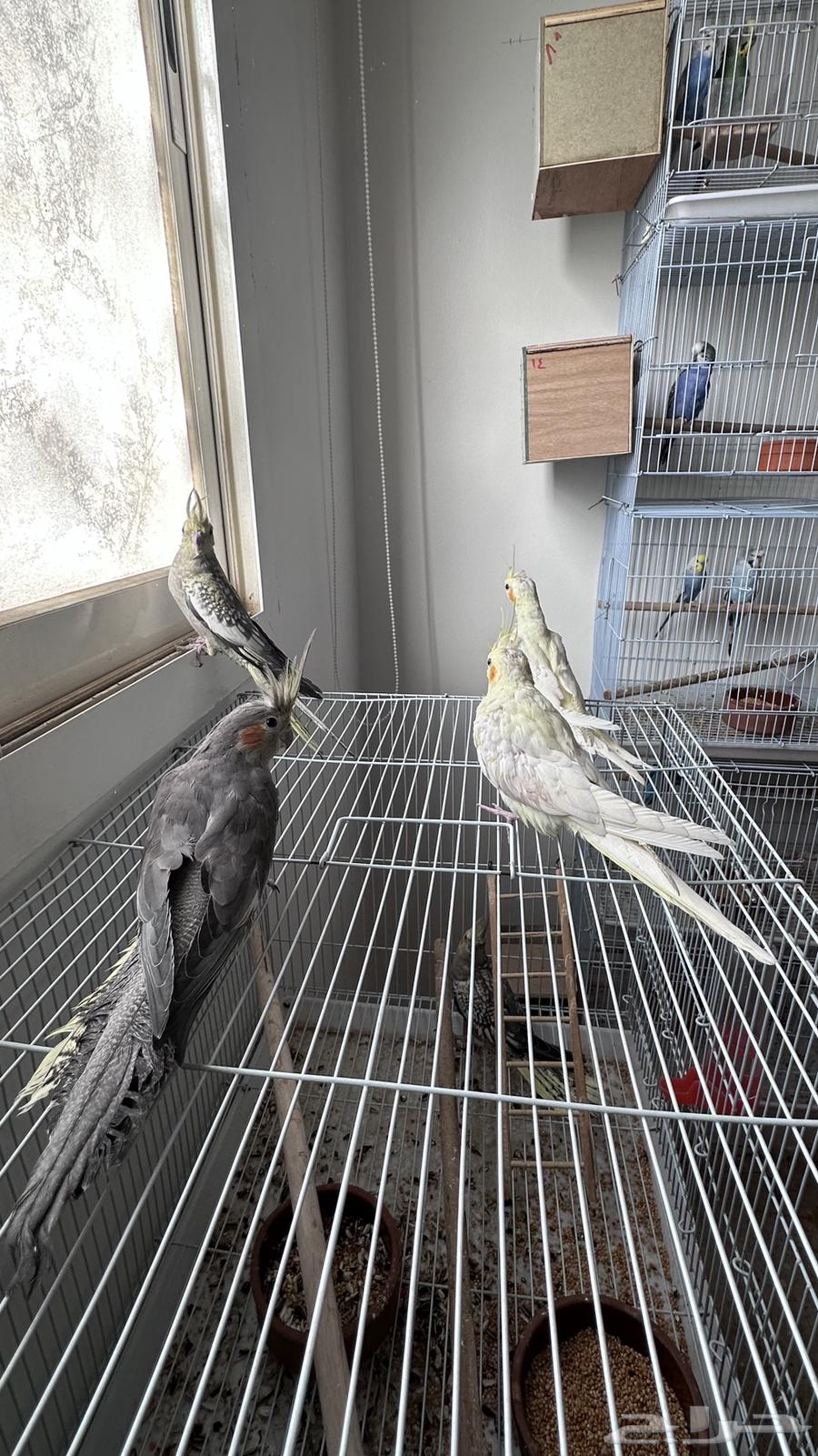Sold as a domestic rooster.63532466792834114