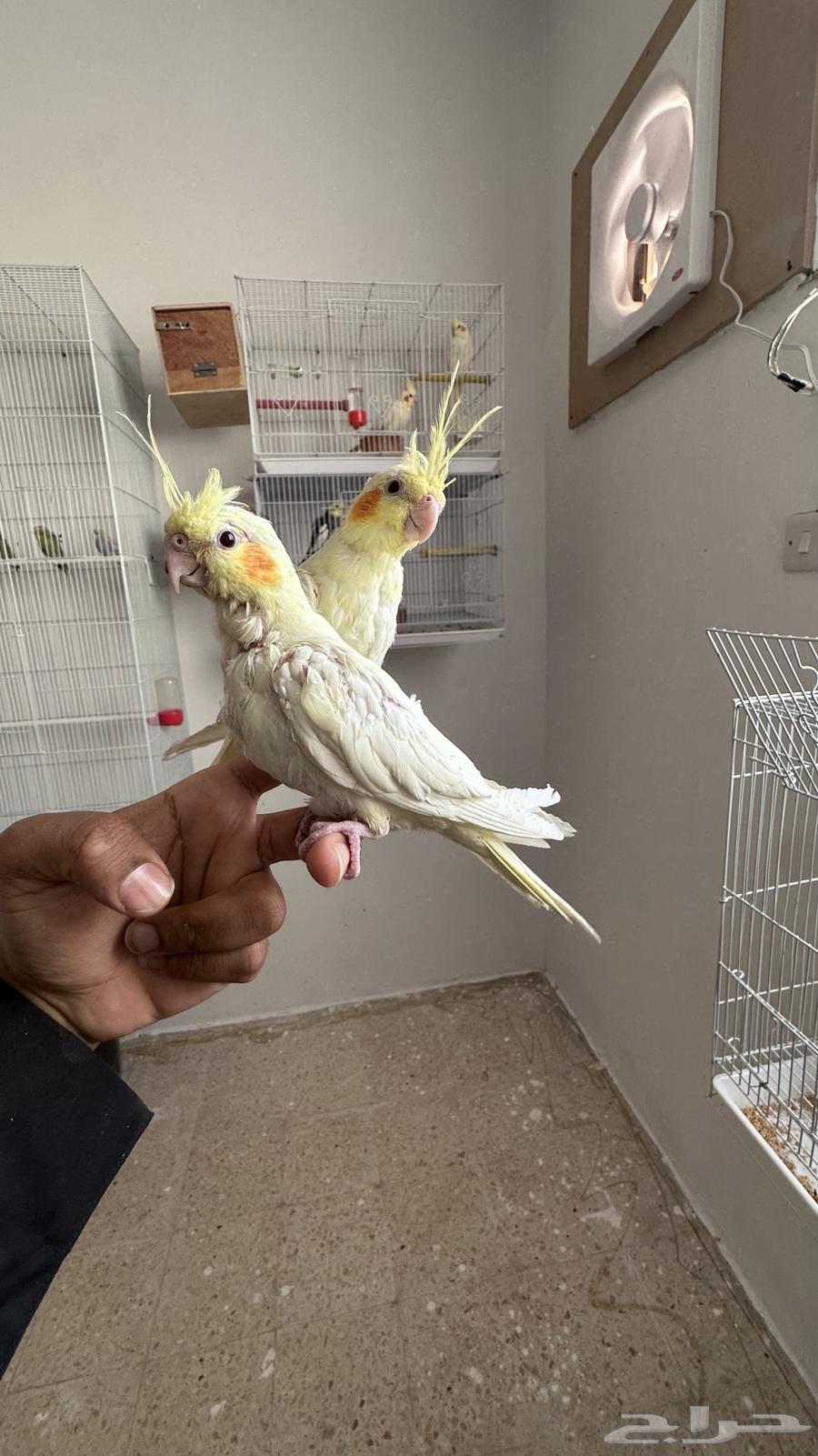 Sold as a domestic rooster.63532466792834111